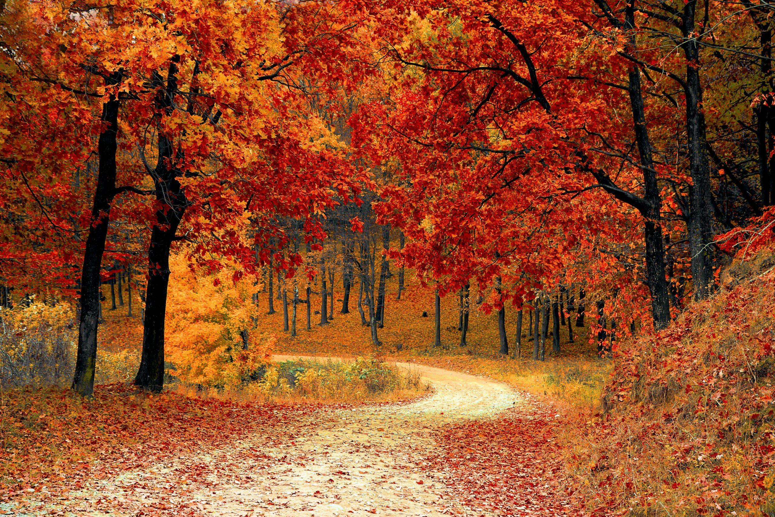 A picturesque autumn scene featuring a winding path through a vibrant forest of red and orange leaves.